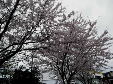 観桜会