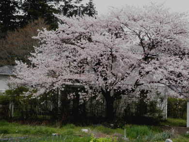 観桜会