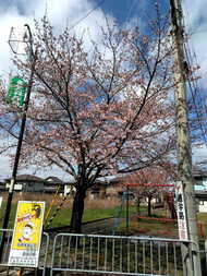 多賀町の桜