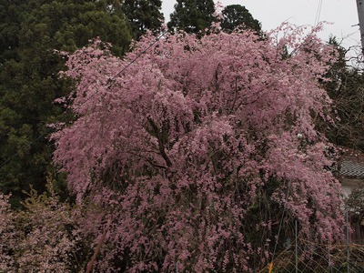 山の中の村の桜