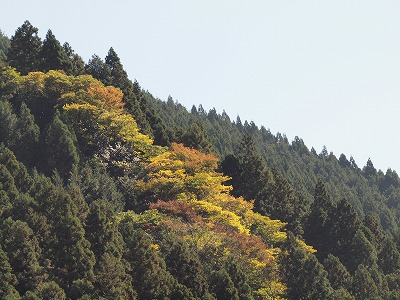 紅葉