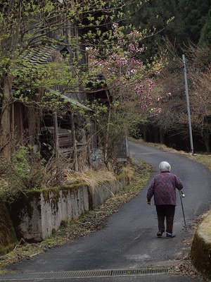 山の中の村の桜