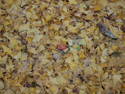 紅葉