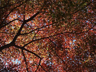 紅葉