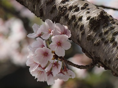 4月の定休日