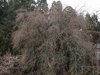 山村の桜