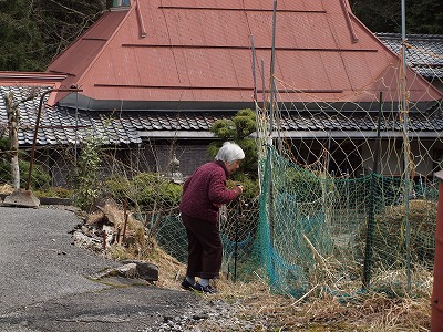 山村の桜