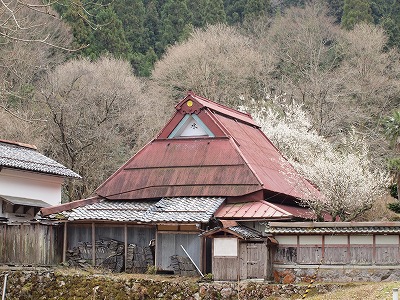 山村の桜