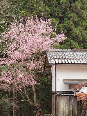 山村の桜