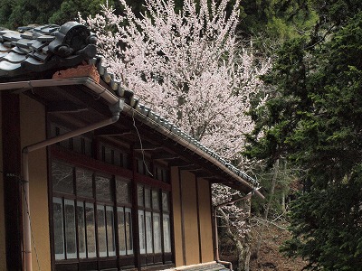 山村の桜