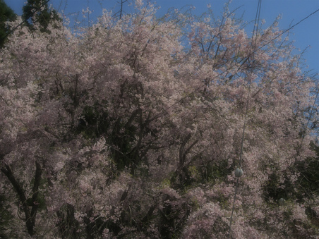 桃原の桜＆向之倉の桂