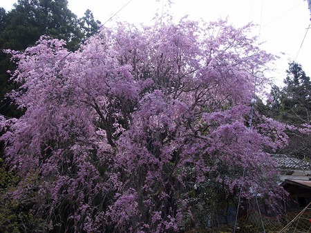 桃原の桜