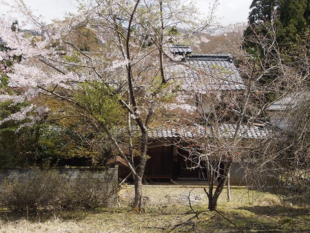 桃原の桜