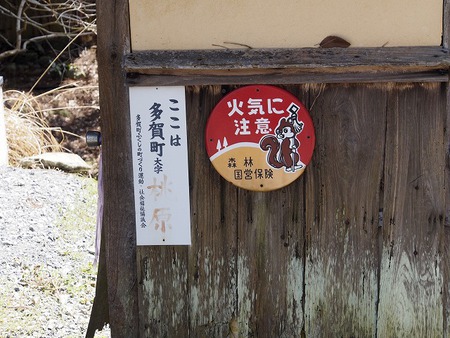 桃原の桜