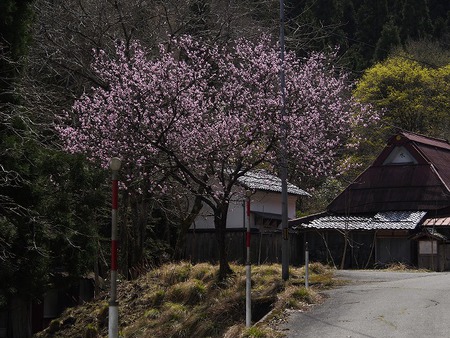 桃原の桜