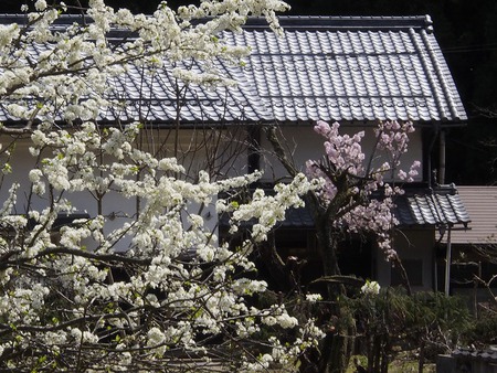 桃原の桜