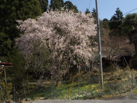 桃原の桜＆向之倉の桂