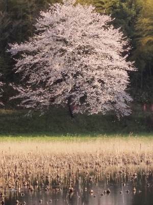桜