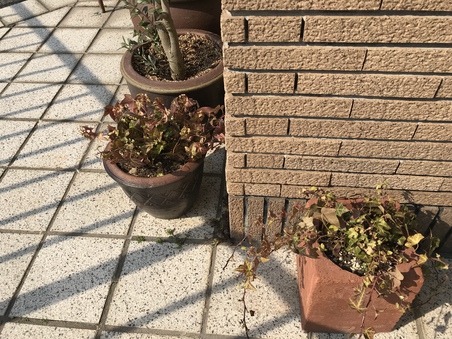 春ですね