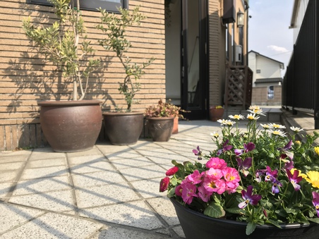 春ですね