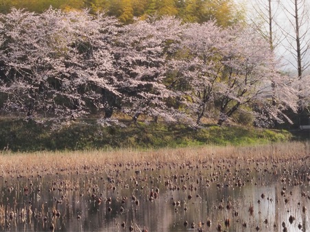 桜