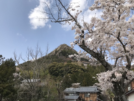 桜