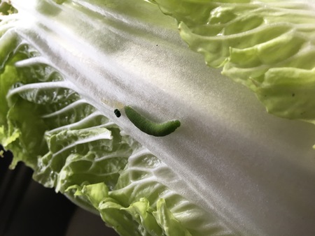 新鮮な野菜