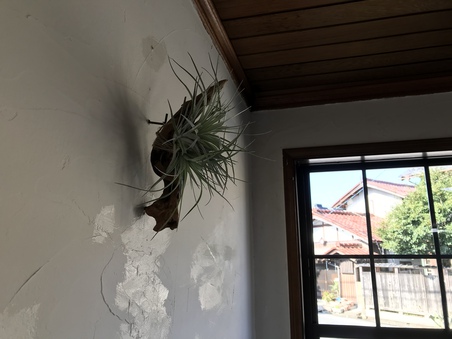 エアープランツ