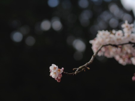 桜