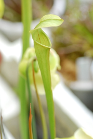 滋賀で楽しむ食虫植物 サラセニア栽培場は賑やかです