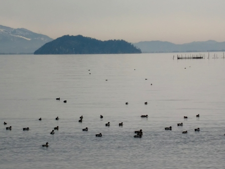 冬の水鳥・・琵琶湖