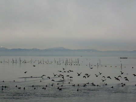 冬の水鳥・・琵琶湖