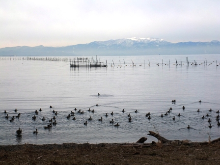 冬の水鳥・・琵琶湖