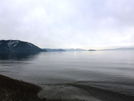 冬の水鳥・・琵琶湖