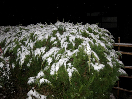 雪が降って積もっています