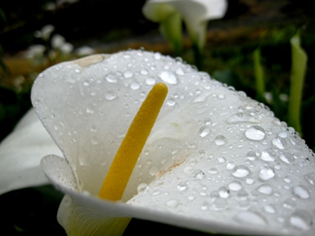 身動きせず・・雨中