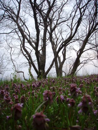 びわ湖・曇り・花の朝