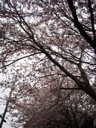 びわ湖・曇り・花の朝