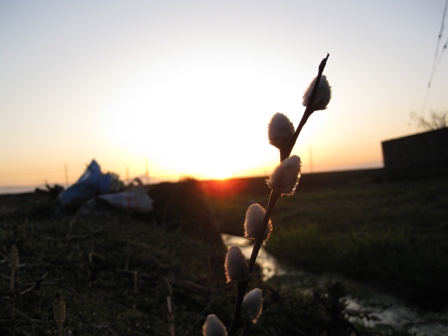土筆、梅、朝陽に・・。