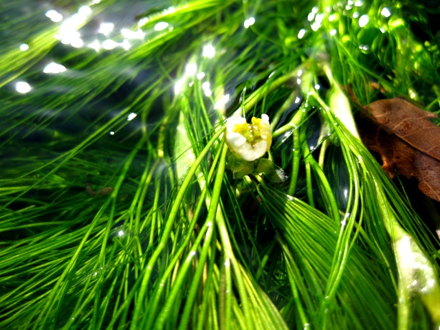 バイカモの花・・一輪
