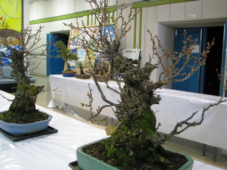 新旭公民館盆梅展