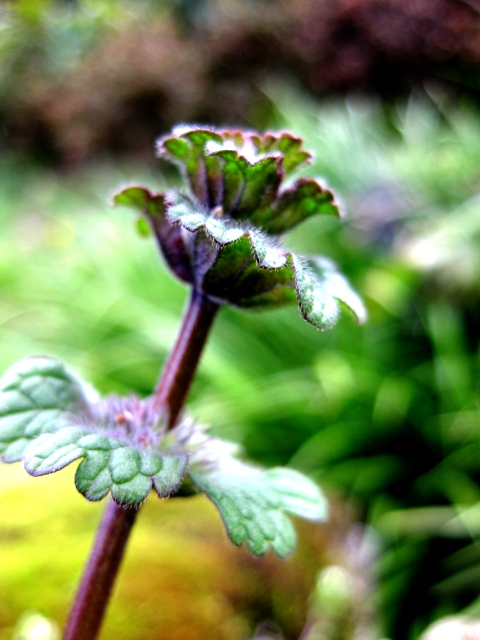 家の周りの草花