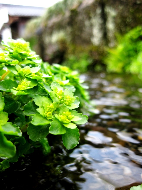 家の周りの草花