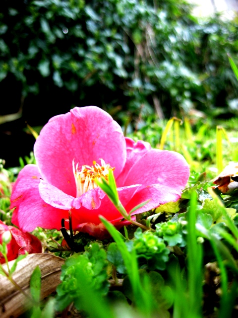 家の周りの草花
