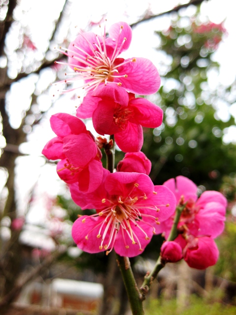 家の周りの草花
