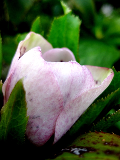 家の周りの草花