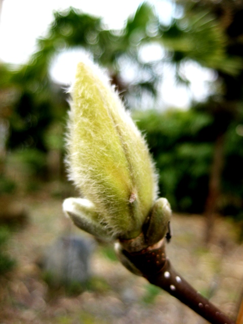 家の周りの草花