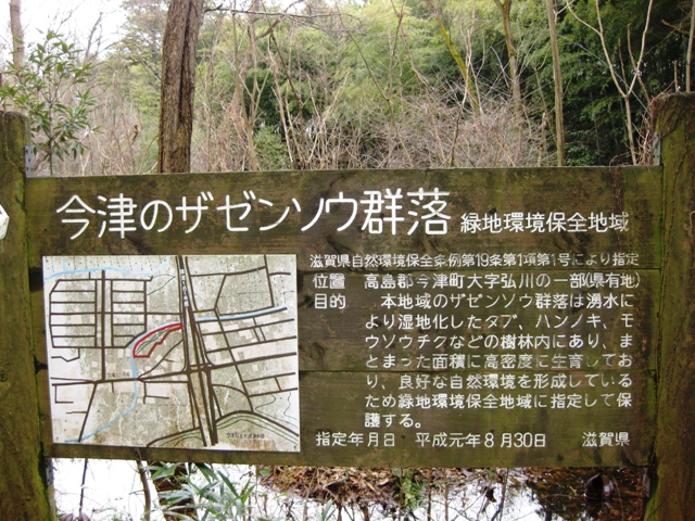 座禅草２０１０