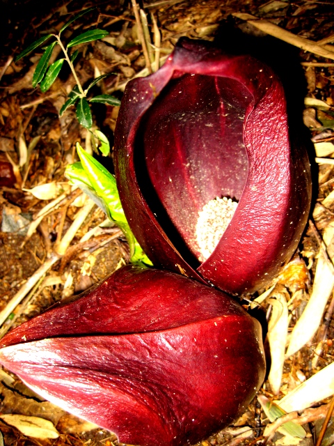 座禅草２０１０