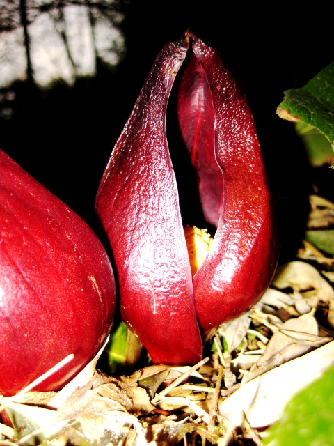 座禅草２０１０